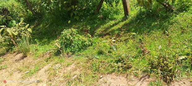 10 Acres on Sale in Ngorika at 2.5m Per Acre With Ready Title.