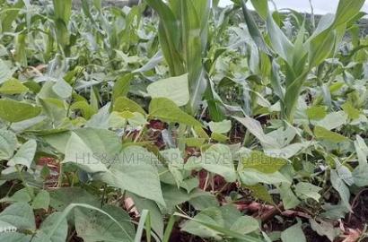 9acres for Sale in Nakuru, Subukia Mumoi Area at Per Acre