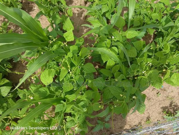 240acres in Narok With Clean Tittle Deed at 650,000 Per Acre