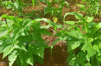 1acre Quick Sale With Mango Trees in Subukia Mwiteithia