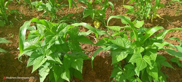 1acre Quick Sale With Mango Trees in Subukia Mwiteithia