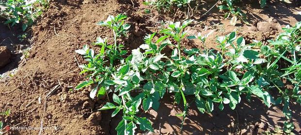 11 Acres at 1.3M Per Has Title Deed in Lower Subukia Limuru.