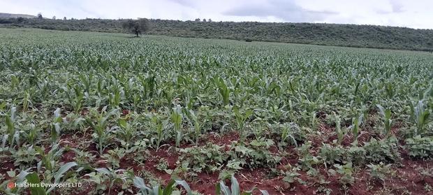 9acres for Sale in Nakuru, Subukia Mumoi Area at Per Acre