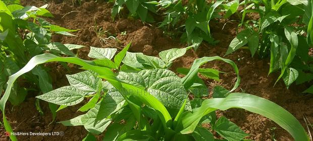 1acre Quick Sale With Mango Trees in Subukia Mwiteithia