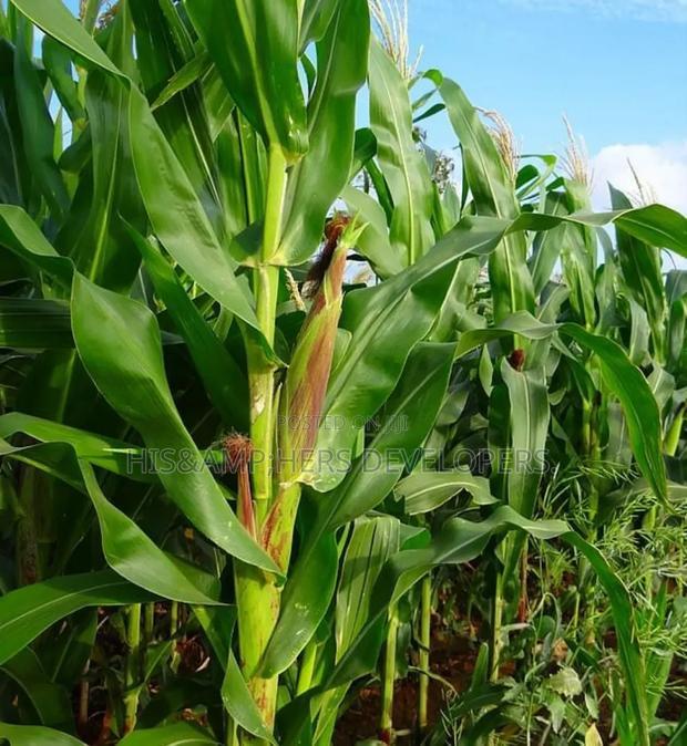 QUICK SALE: 10acres In Marana Subukia At Per Acre