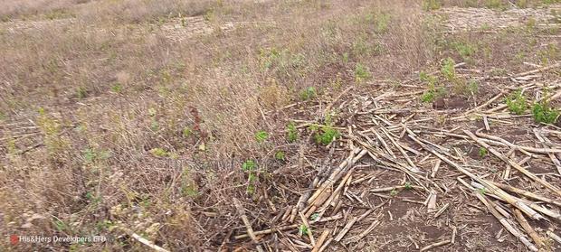 Quick Sale 1.6acre on Sale in Ampiva 4m Only