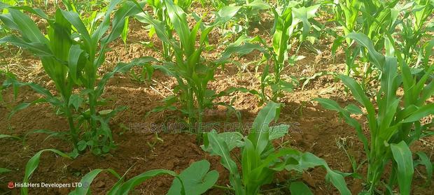 1acre Quick Sale With Mango Trees in Subukia Mwiteithia