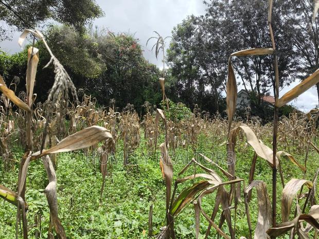 Gated Residential Eighth Acre Corner Plot in Kerarapon Ngong