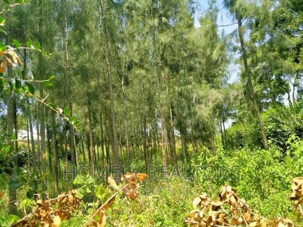 Eighth Acre Plot In Kiserian, Kaurai. Large With Trees