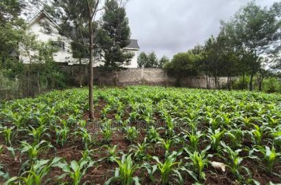 Strictly Residential Eighth Acre Plot in Kerarapon, Ngong