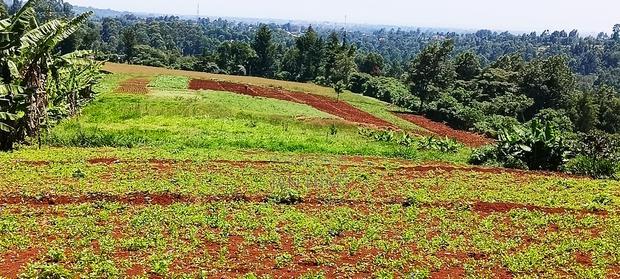 Prime 8 Acres Redhill, Kiambu
