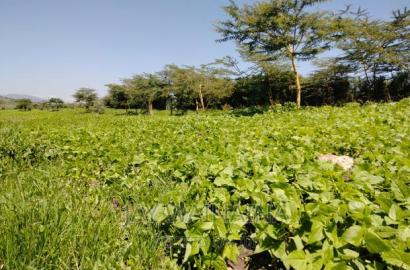 1/4 Arca Piece Land for Sell on Illasim Road Corner Baridi
