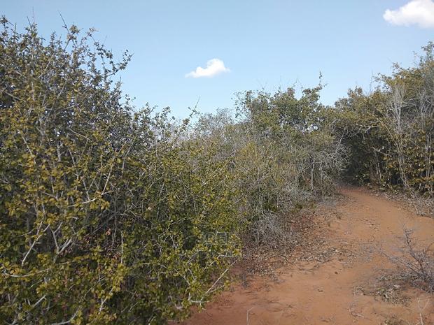 Malindi 4 Acres Land