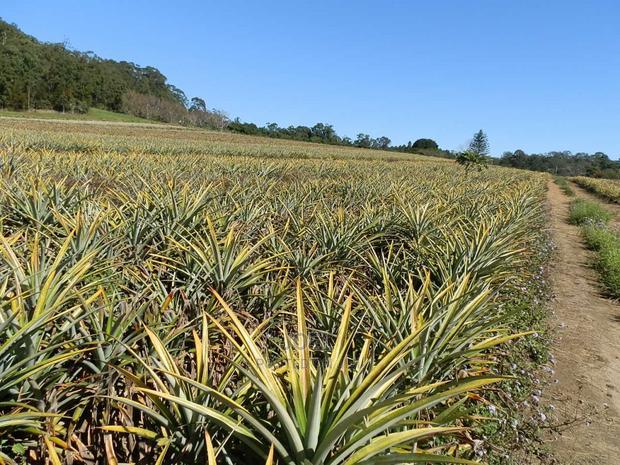 Malindi 40 Acres Fertile Land