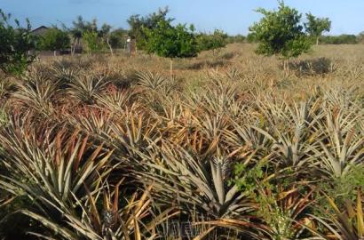 2 Acres Malindi With Ready Title Deed