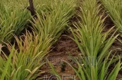 Malindi 45 Acres Ready Title Deed