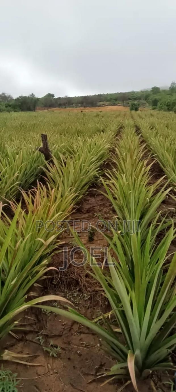 Malindi 45 Acres Ready Title Deed