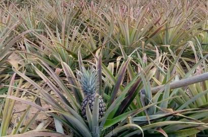 Malindi 20,000 Acres Lands for Sale