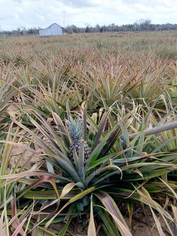 Malindi 20,000 Acres Lands for Sale