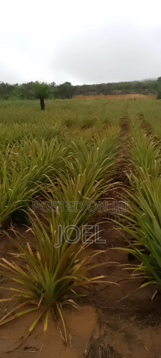 15 Acres Malindi On Offer Ready Title Deed