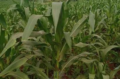 Malindi 24 Acres Land