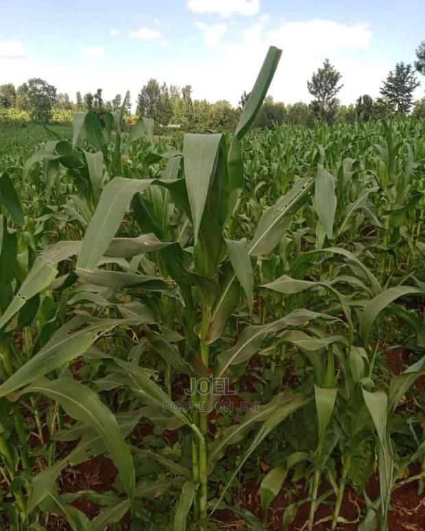 Malindi 24 Acres Land