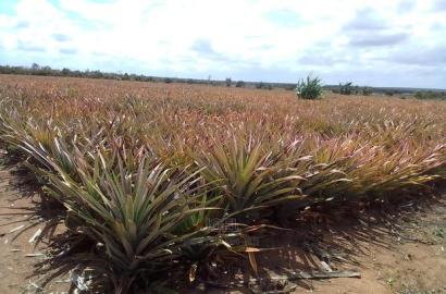 Kilifi County Malindi 20 Acres for Sale