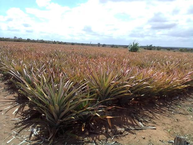 Kilifi County Malindi 20 Acres for Sale