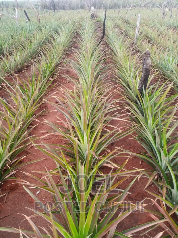 Malindi 100 Acres Ready Title Deed