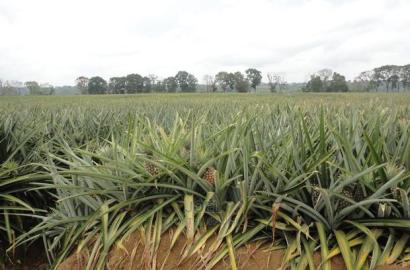 Malindi 40 Acres Fertile Land