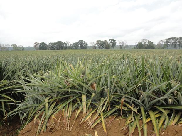 Malindi 40 Acres Fertile Land