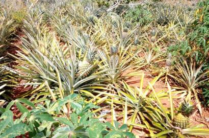 Malindi 4 Acres Land