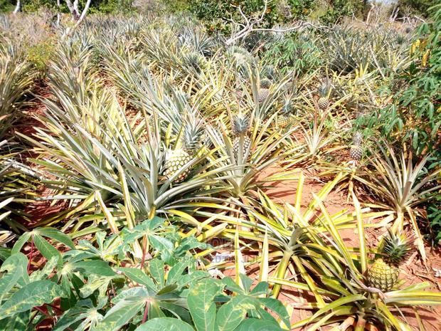 Malindi 4 Acres Land