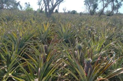Malindi 150 Acre Land