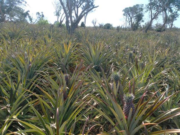Malindi 150 Acre Land