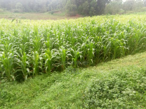 Malindi 34 Acres With a Permanent River