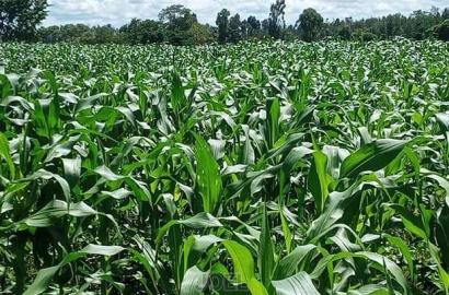 38 Acres Malindi Land