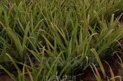 15 Acres Malindi On Offer Ready Title Deed