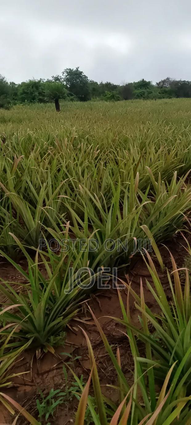 15 Acres Malindi On Offer Ready Title Deed