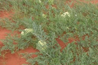 Malindi 3 Acres Land on Sale