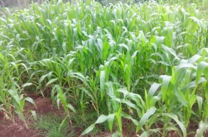 Malindi 34 Acres With a Permanent River