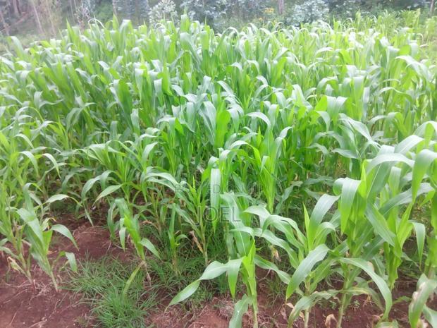Malindi 34 Acres With a Permanent River