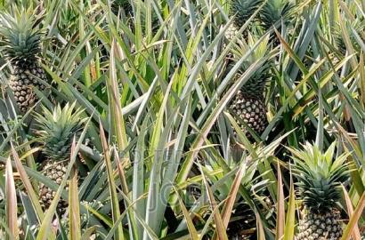 Malindi 30 Acre Land Ready Title Deed