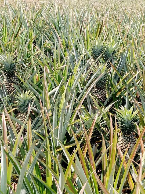 Malindi 30 Acre Land Ready Title Deed