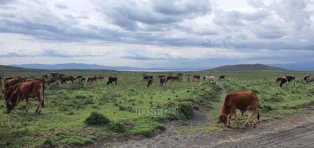 Naivasha Blocks of 10acres Next to Kedong Ranch House