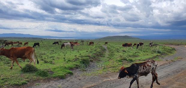 Naivasha Blocks of 10acres Next to Kedong Ranch House