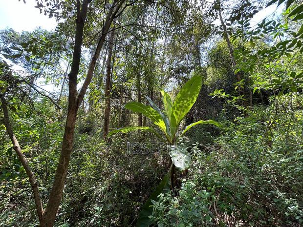 Banana Hill 1.4acre River Frontage