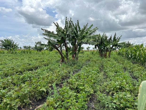 Kisaju 10acres Farm With Borehole