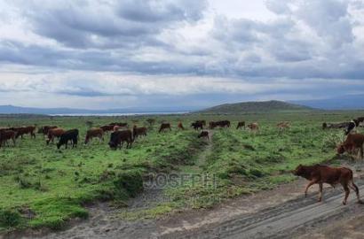 Naivasha Blocks of 10acres Next to Kedong Ranch House