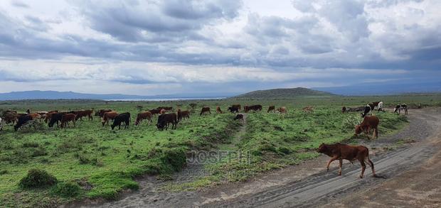 Naivasha Blocks of 10acres Next to Kedong Ranch House